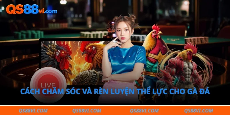 Cách chăm sóc và rèn luyện thể lực cho gà đá chuyên nghiệp 
